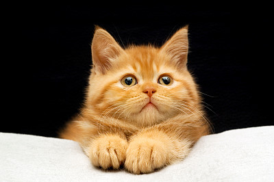 小猫