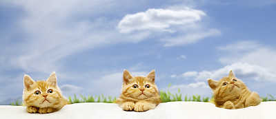 小猫