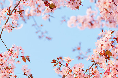 花簇