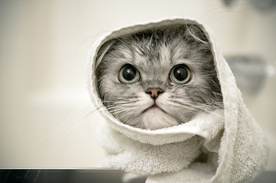 猫