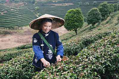 中国杨朔，传统的采茶工人在梯田工作