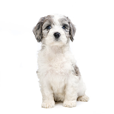 贵宾犬