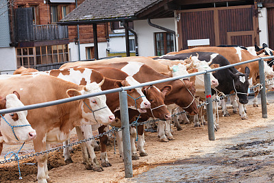 西门塔尔奶牛在伦克的半年度评估