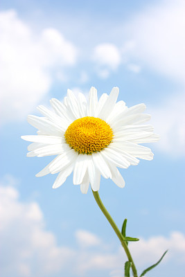 雏菊