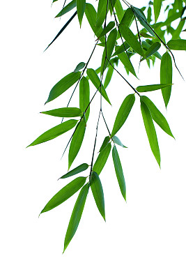 竹