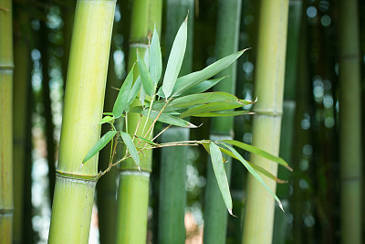 竹