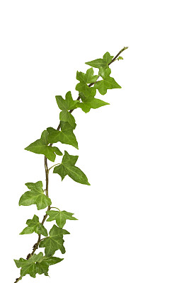 藤蔓植物