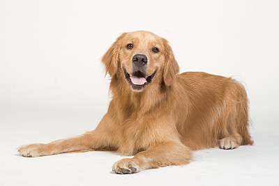 金毛寻回犬