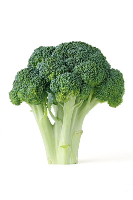 十字花科