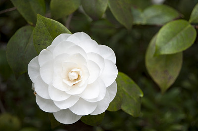 茶花