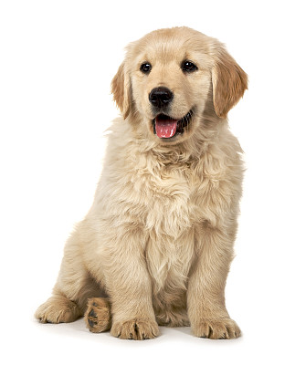 金毛寻回犬