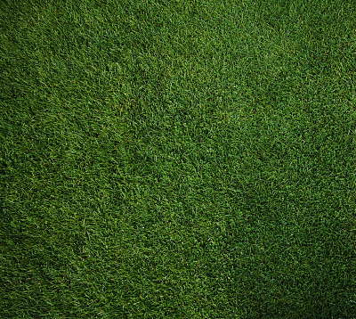 地面草图片大全 地面草设计素材 地面草模板下载 地面草图库 昵图网soso Nipic Com