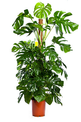 室内植物
