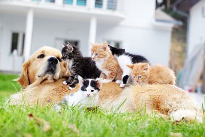 猫