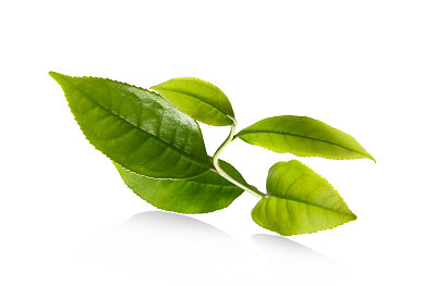 茶叶