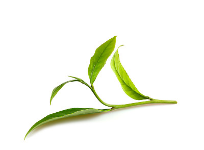 茶叶