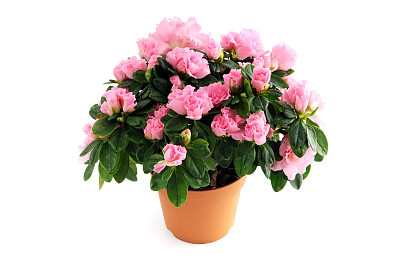 盆栽植物