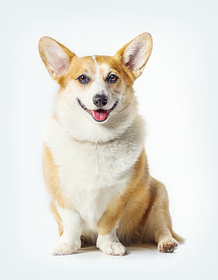 威尔士柯基犬