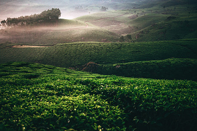 茶树