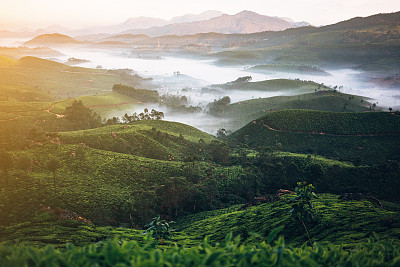 茶树