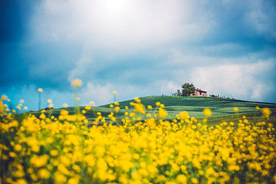 芥花