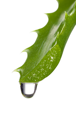 芦荟