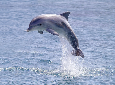 海豚