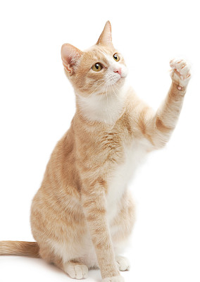 小猫