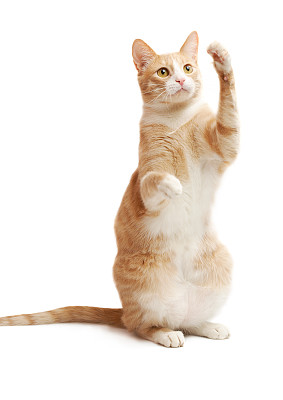 小猫