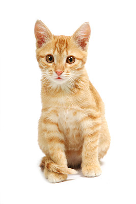 小猫