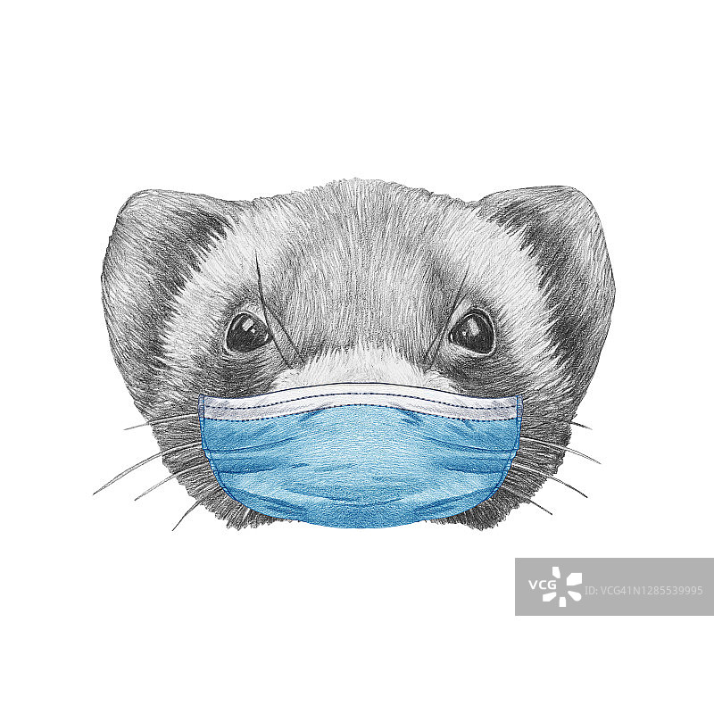 戴面具的最少黄鼠狼的肖像.