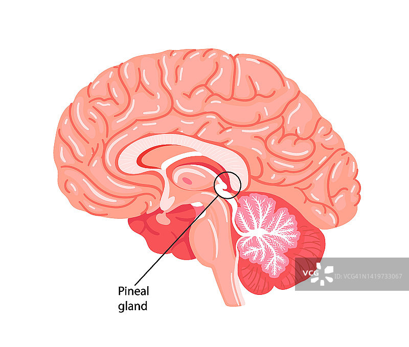 松果体松果体、果核或脑骨骺插画_正版矢量图插画素材下载_超清神经