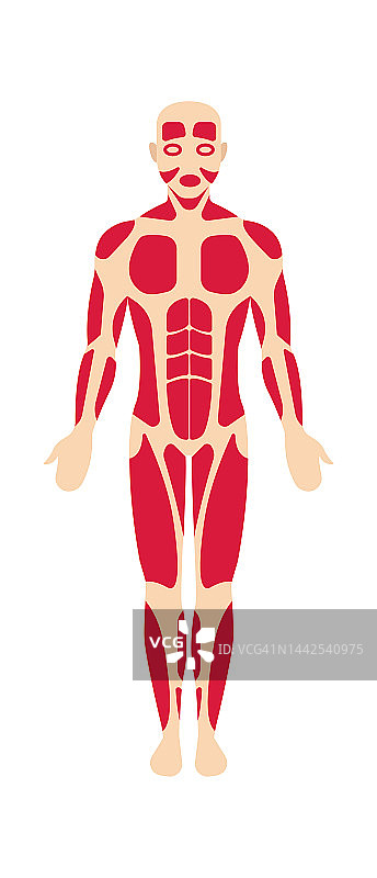 人体肌肉系统解剖学。矢量图插画_正版矢量图插画素材下载_超清生物学