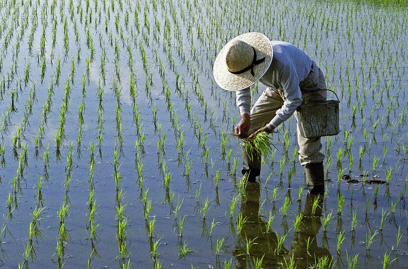 稻,草帽,人,稻田,仅日本人,户外,田地,帽子,种植,工作