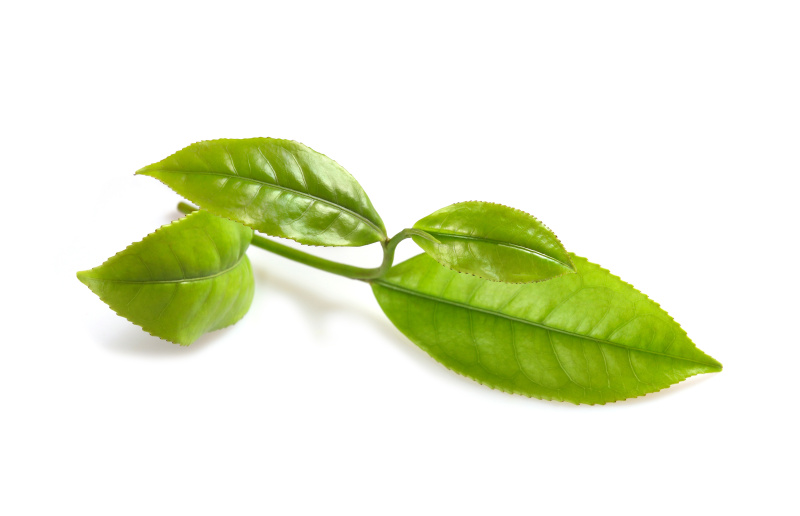 茶叶,绿色,清新,茶树,特写,枝,花蕾,白色背景,红茶,植物