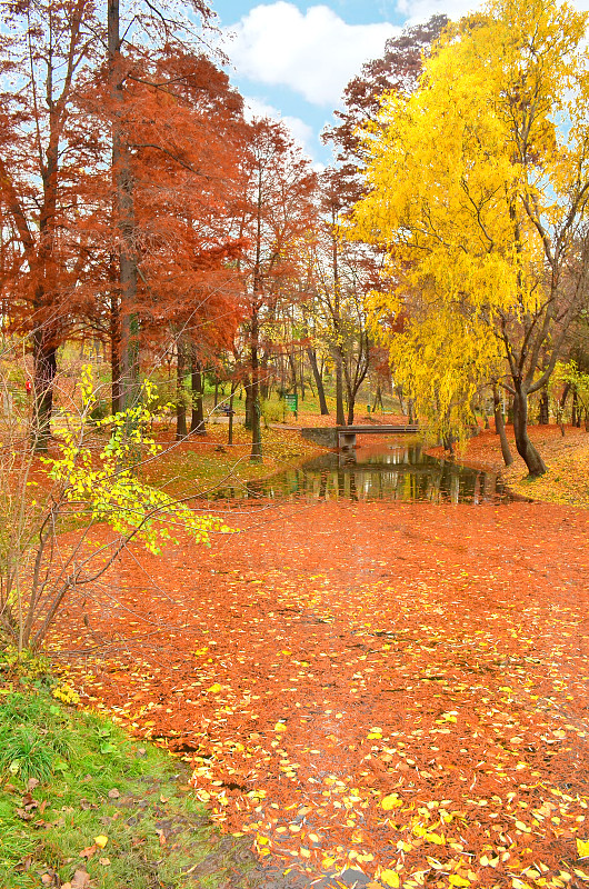 秋天,森林,小路,罗马尼亚,赞美歌歌手,十月,环境,枝繁叶茂,色彩鲜艳,池塘