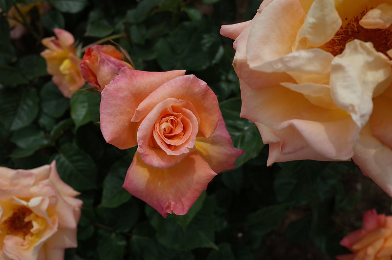 玫瑰,粉色,米色,轻的,清新,景观设计,浪漫,仅一朵花,枝繁叶茂,女人