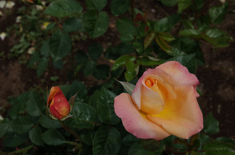 玫瑰,粉色,米色,轻的,清新,景观设计,浪漫,仅一朵花,枝繁叶茂,女人