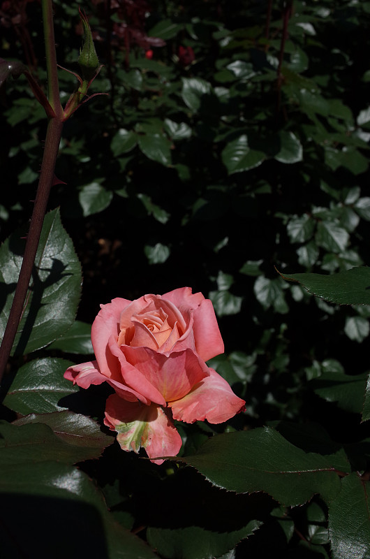 玫瑰,粉色,轻的,米色,清新,景观设计,浪漫,仅一朵花,枝繁叶茂,女人