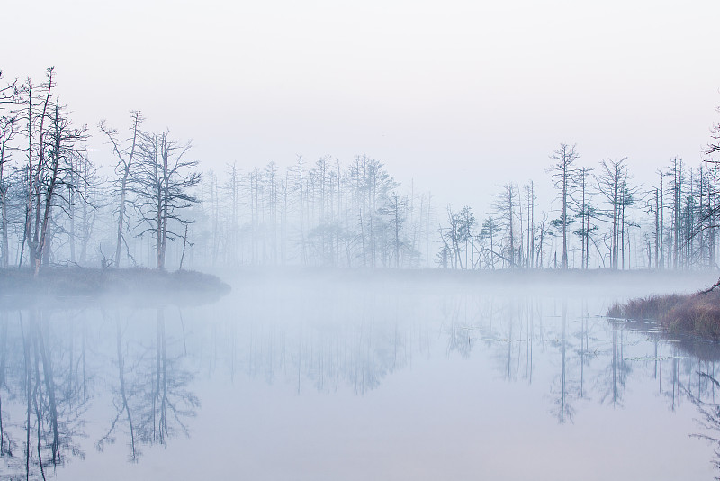 拉脱维亚,秋天,雾,地形,森林,沼泽,早晨,背景,环境,湖