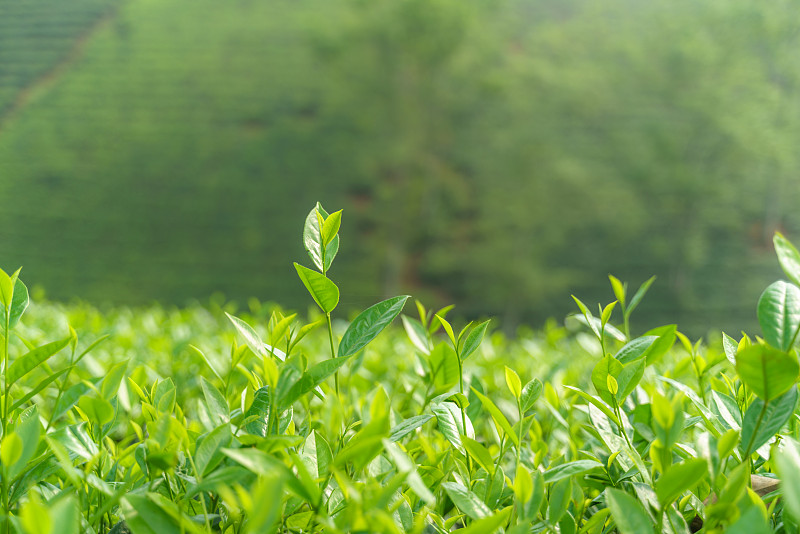 茶叶,清新,茶树,花蕾,绿色,早晨,农业,传统,越南,枝繁叶茂