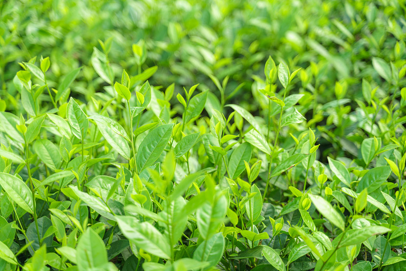 茶叶,清新,茶树,花蕾,绿色,早晨,农业,传统,越南,枝繁叶茂