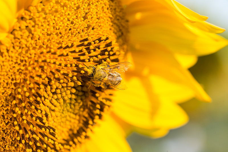 向日葵,蜜蜂,农业,向日葵花粉,野生动物,环境,仅一朵花,一只动物,小的,膜翅目昆虫