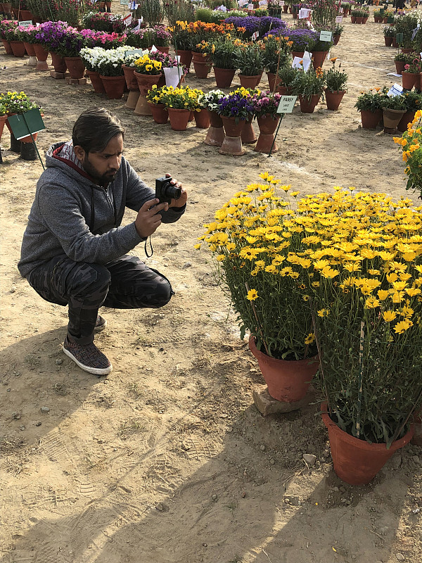 花盆,园林,印度,黄色,相机,德里,夏天,花坛,图像,一年生植物
