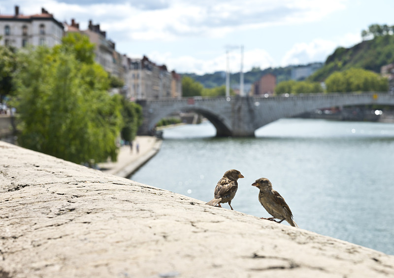 麻雀,里昂,过去,法国,云,北美歌雀,著名景点,动物,鸟类,两只动物