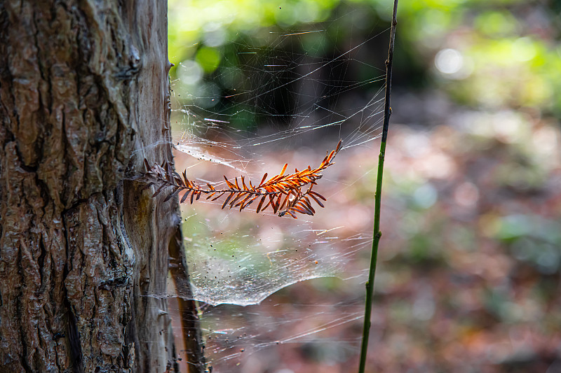 小的,蜘蛛网,捕获的,秋天,叶子,横截面,蜘蛛纲,动物,植物,户外