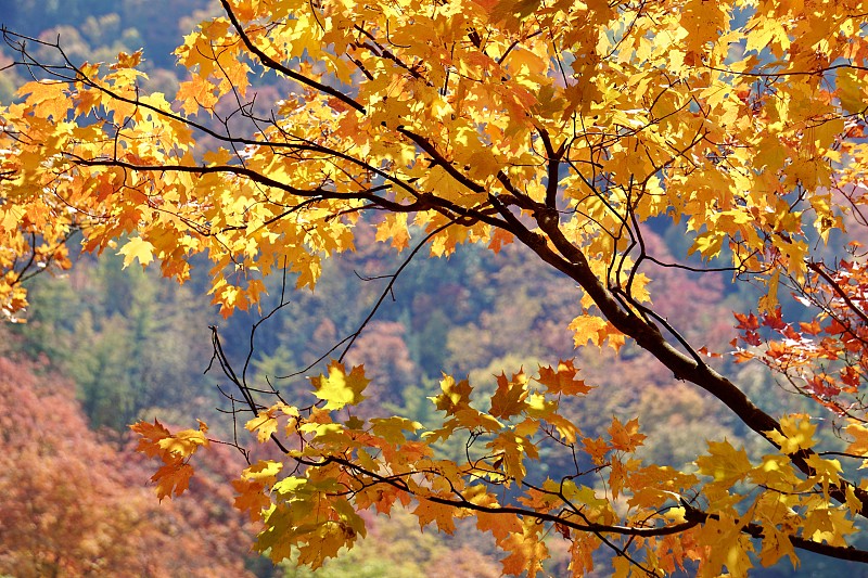秋天,颜色,边框,环境,橙色,公园,加拿大,枝繁叶茂,色彩鲜艳,自然美