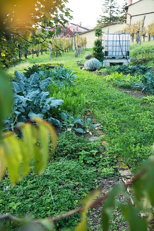 菜园,有机食品,秋天,农业,草坪,蔬菜,水塔,草,自然美,春天