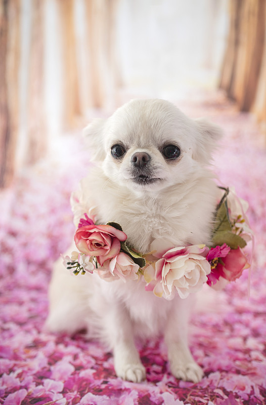 小的,宠物,纯种犬,白色背景,背景分离,粉色,法国,垂直画幅,浪漫