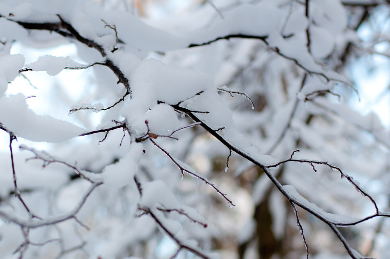 雪,枝,有包装的,冬季仙境,气候,寒冷,一月,环境,云,从容态度